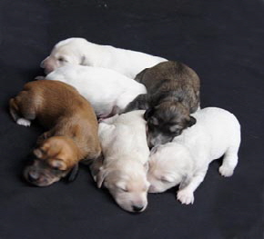 O-Wurf 24.6.12 Y web