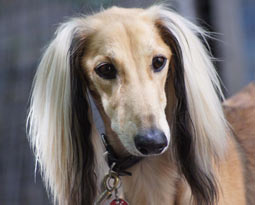 Amir Chalchas 21.2.13